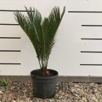 Cykas japonský (Cycas revoluta) - výška 30-50 cm, ⌀ rastliny 20-30 cm, kont. C2L